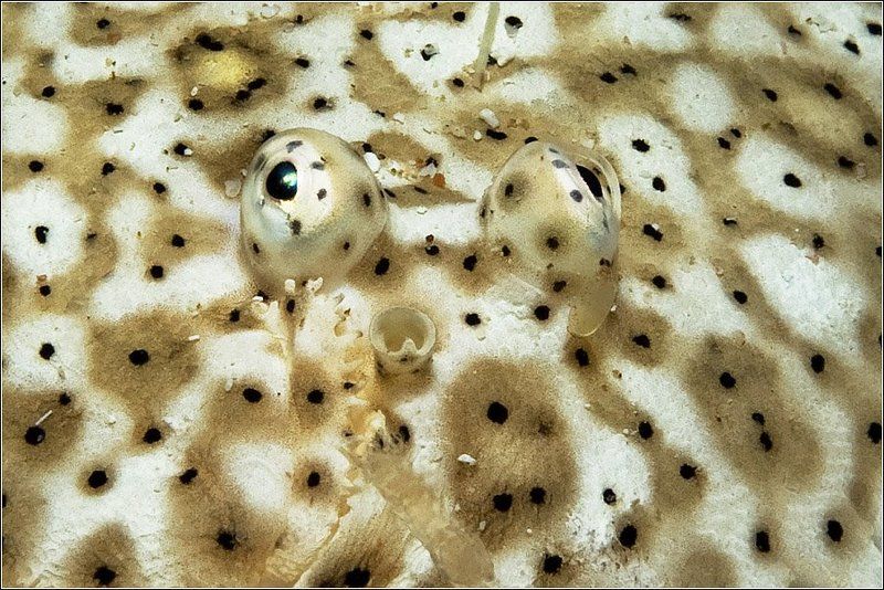 На ковре с глазами... фото превью