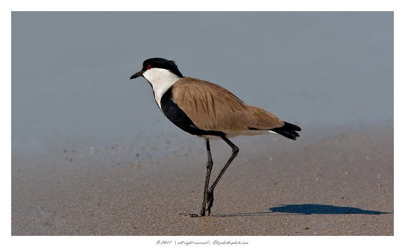 шпорцевый, чибис, израиль Шпорцевый Чибис фото превью