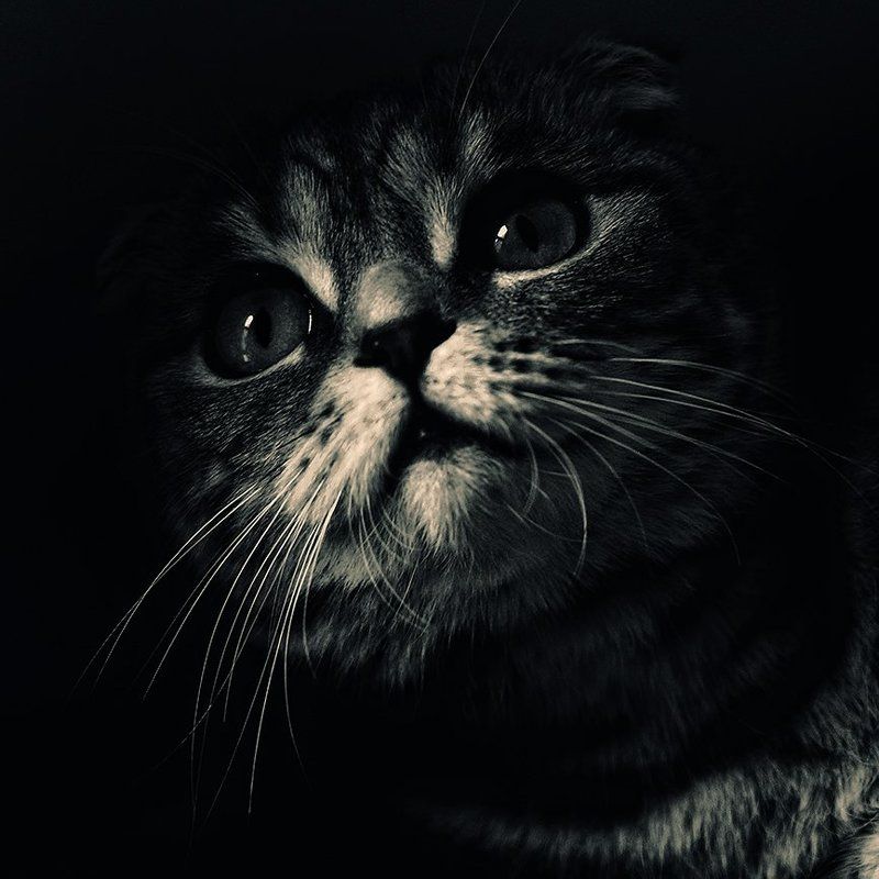 коты, кошки, кот, кошка А из темноты на Вас буду смотреть Я... фото превью