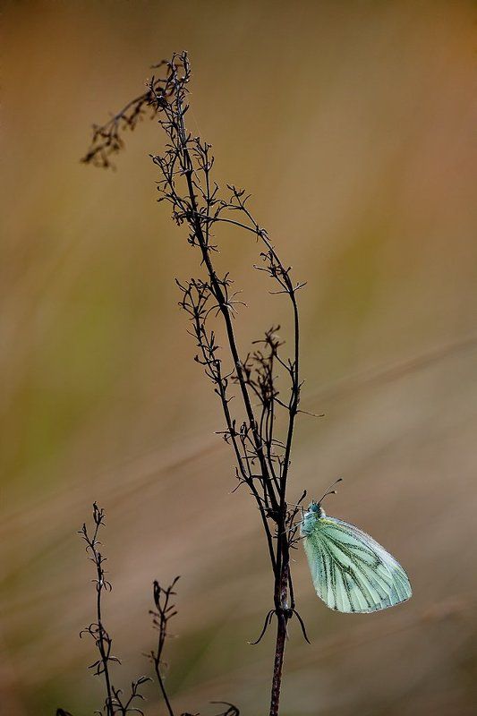 бабочка на сухой травинке... фото превью