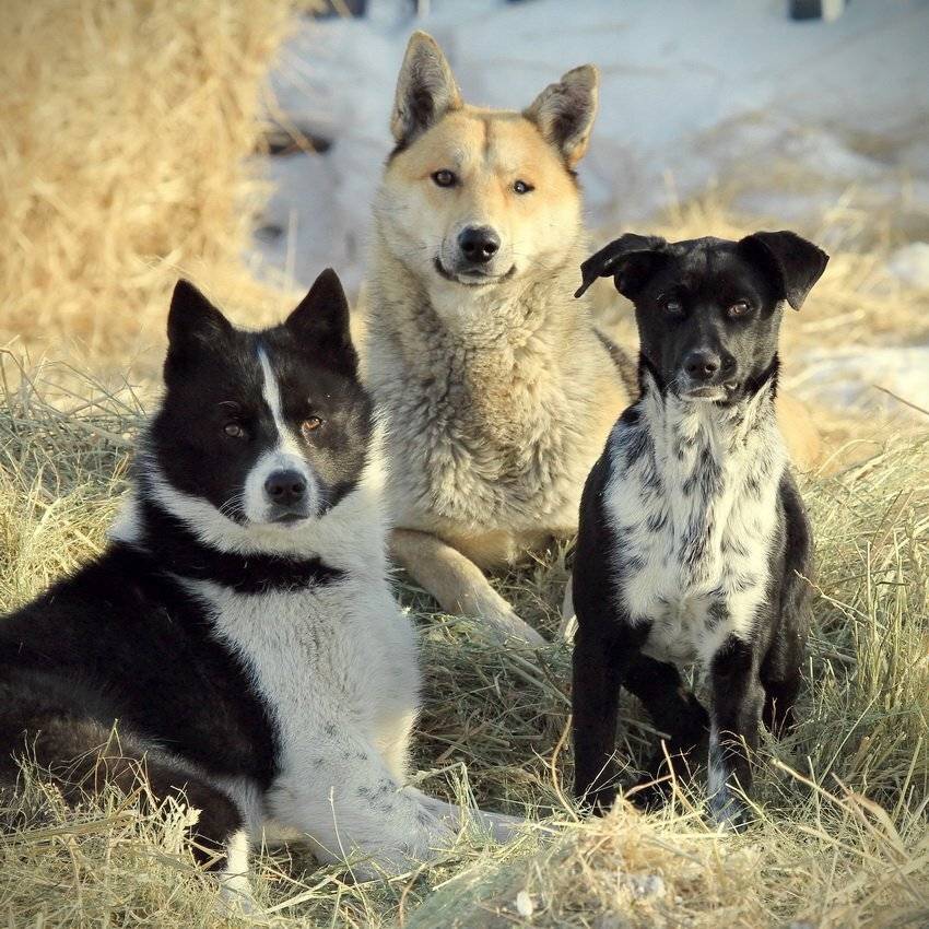собака, на, сене, Васенин Валерий
