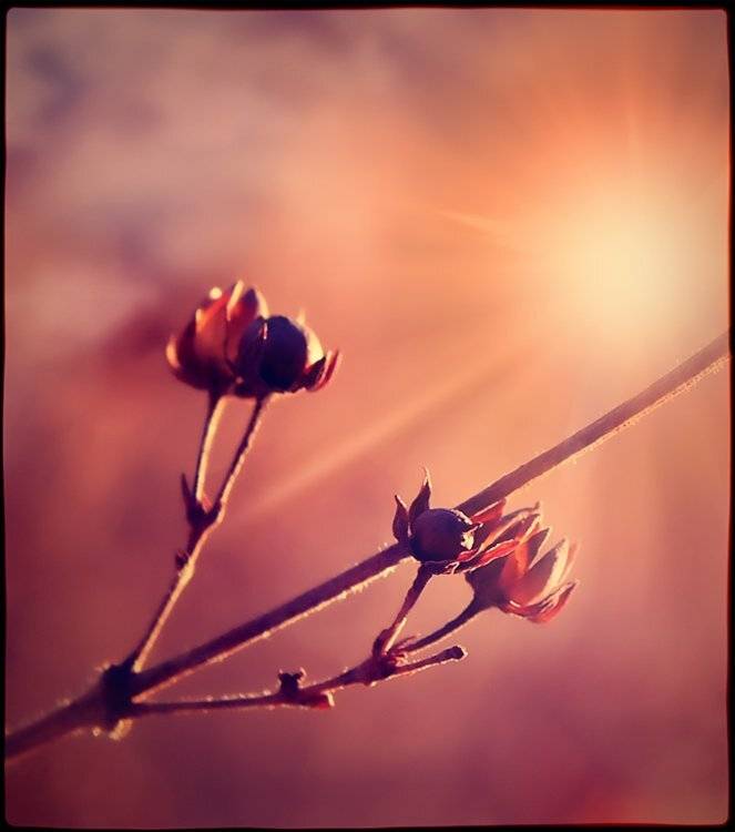 , Лана Тополева