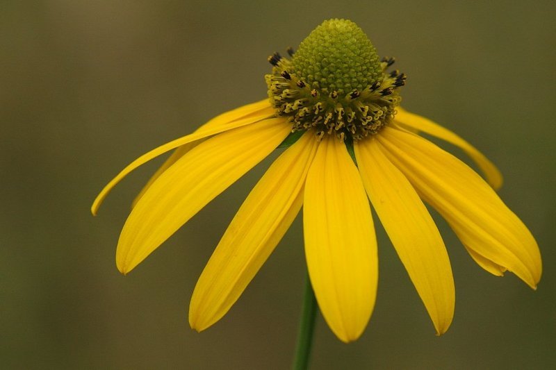 Rudbekia фото превью