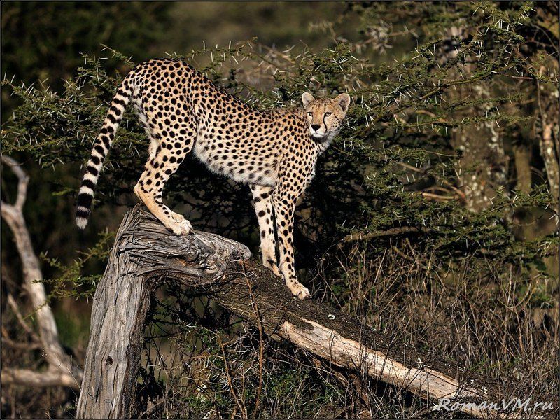 Лесной дозор. фото превью