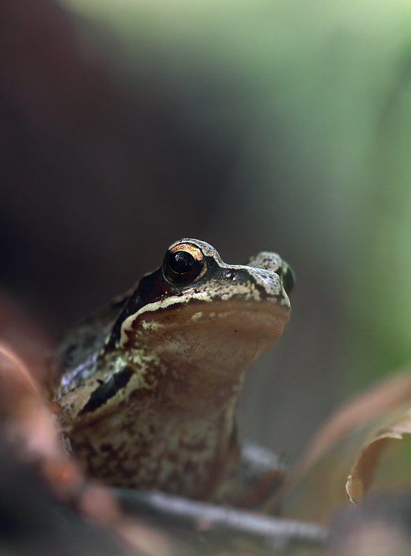 Портрет друга фото превью