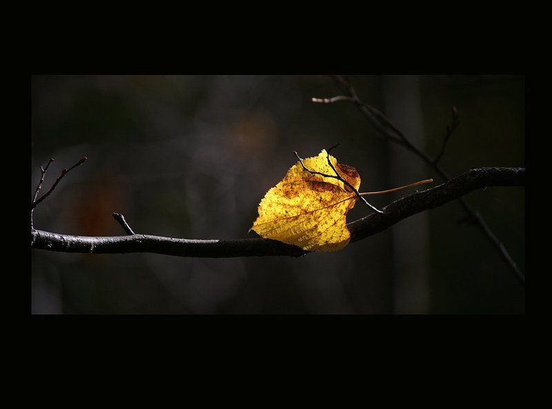 ~ фото превью