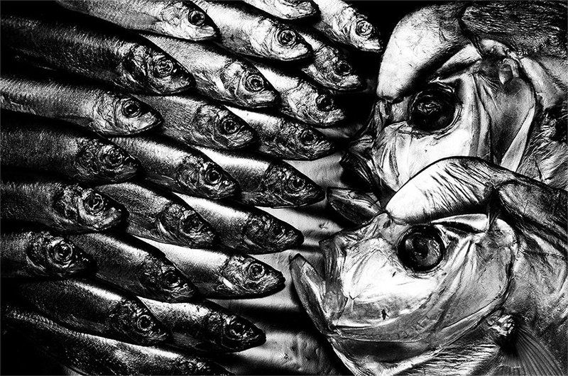 ilford delta 100, >>>---> фото превью