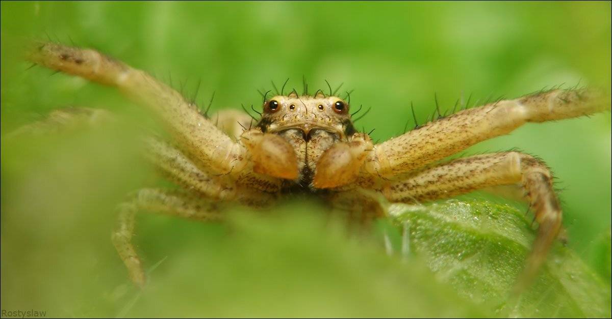 макро, rostikrst, ростислав, паук, Ростислав