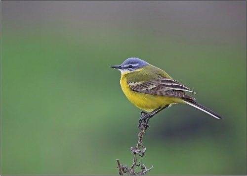 Жёлтая трясогузка (Motacilla flava)
