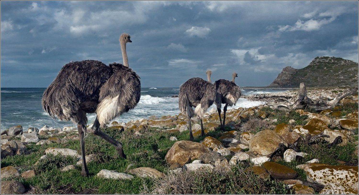 , Игорь Гущин