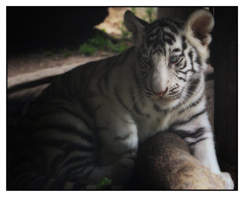 Little tiger фото превью