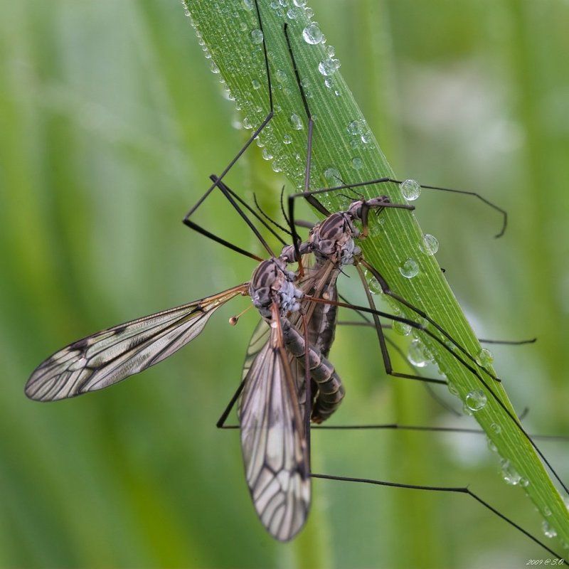 макро,комары-долгоножки,crane fly,die schnaken,tipulidae Узы любви фото превью