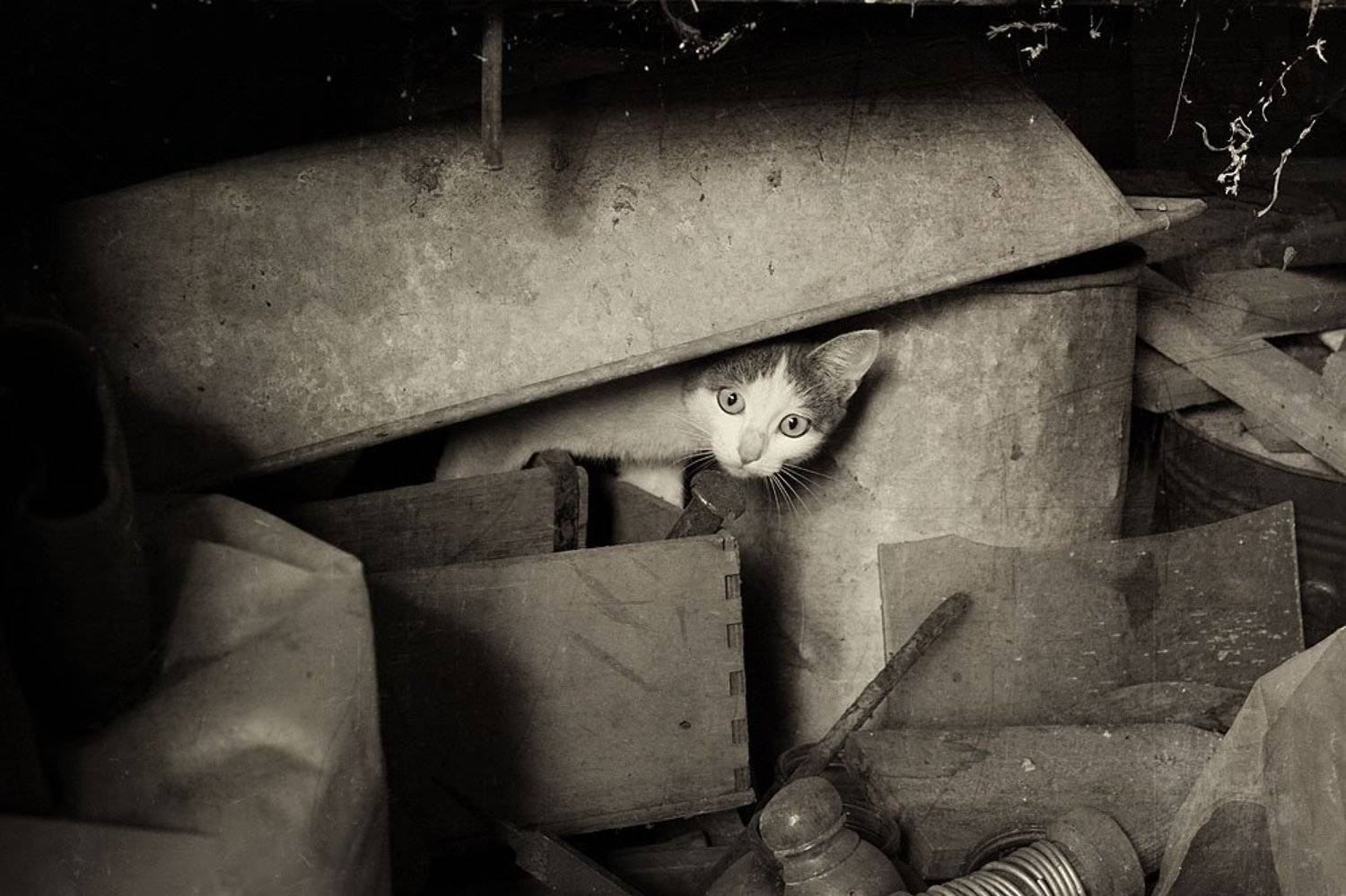 чердак, киса, ANGEL-B