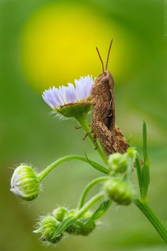 природа, молдова, кузнечик, Vitalii