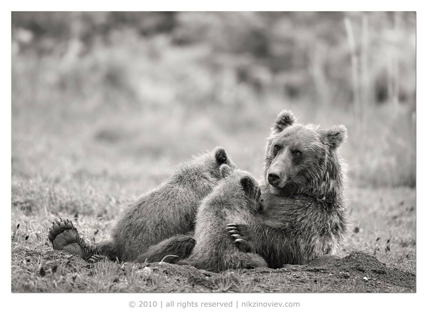 медведица, медведь, кормление, медвежата, дикая природа, аляска, зиновьев николай, Николай Зиновьев