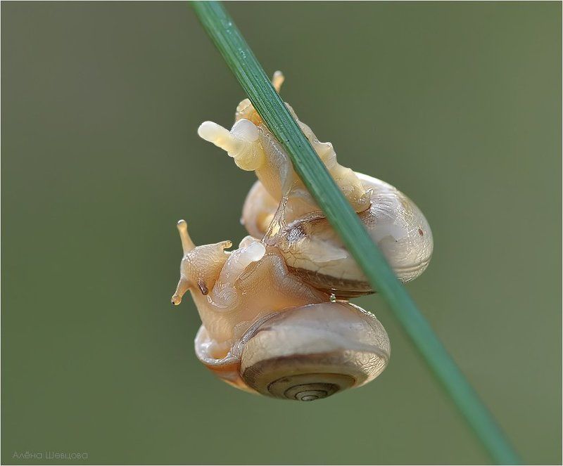 Макро-ню фото превью