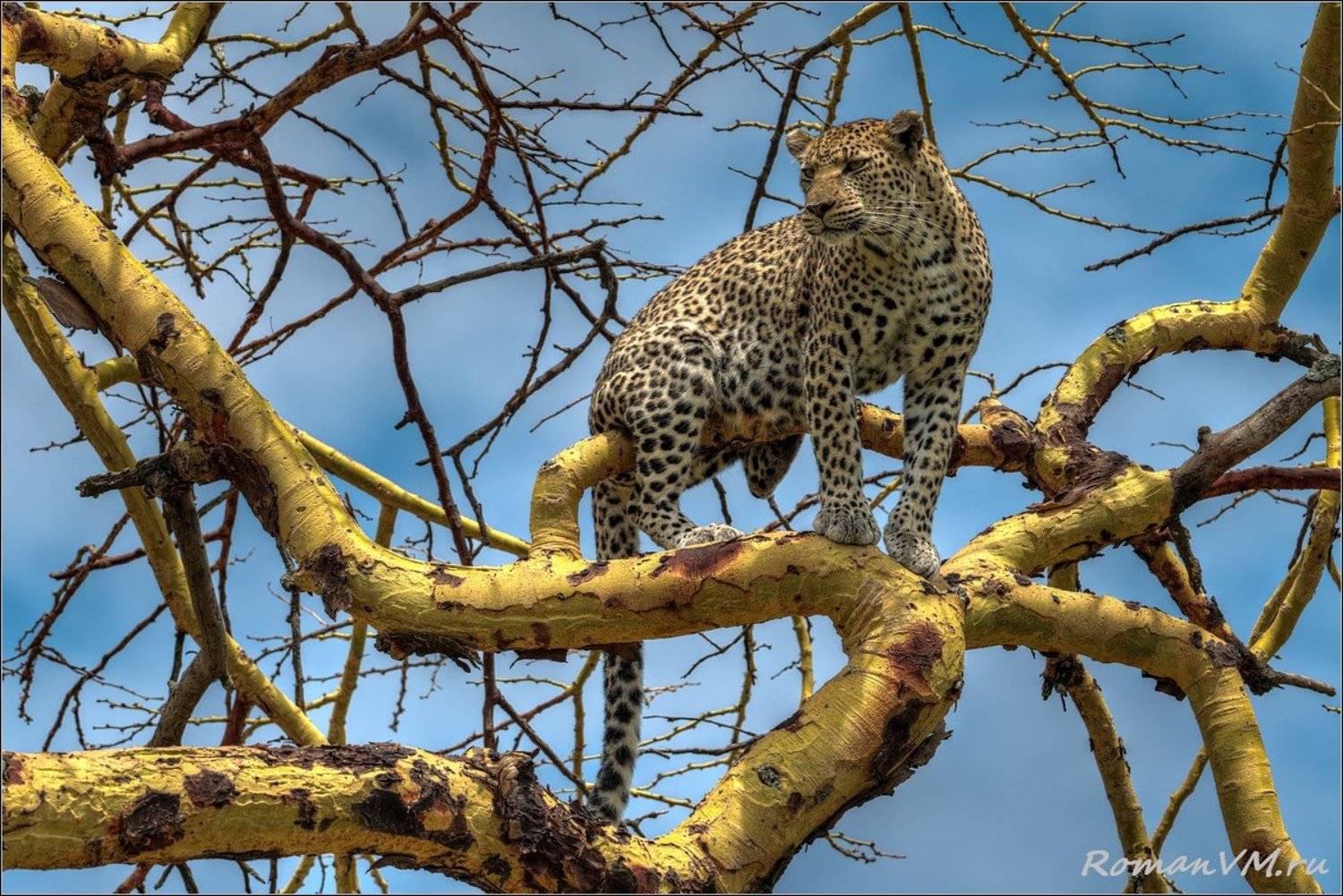 африка, танзания, серенгети, леопард, Роман Мурушкин