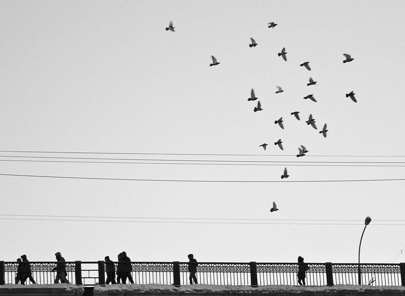 Стая фото превью