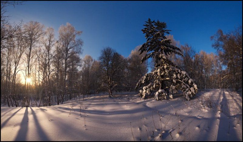 зима, лес, январь, снег Январские мотивы фото превью