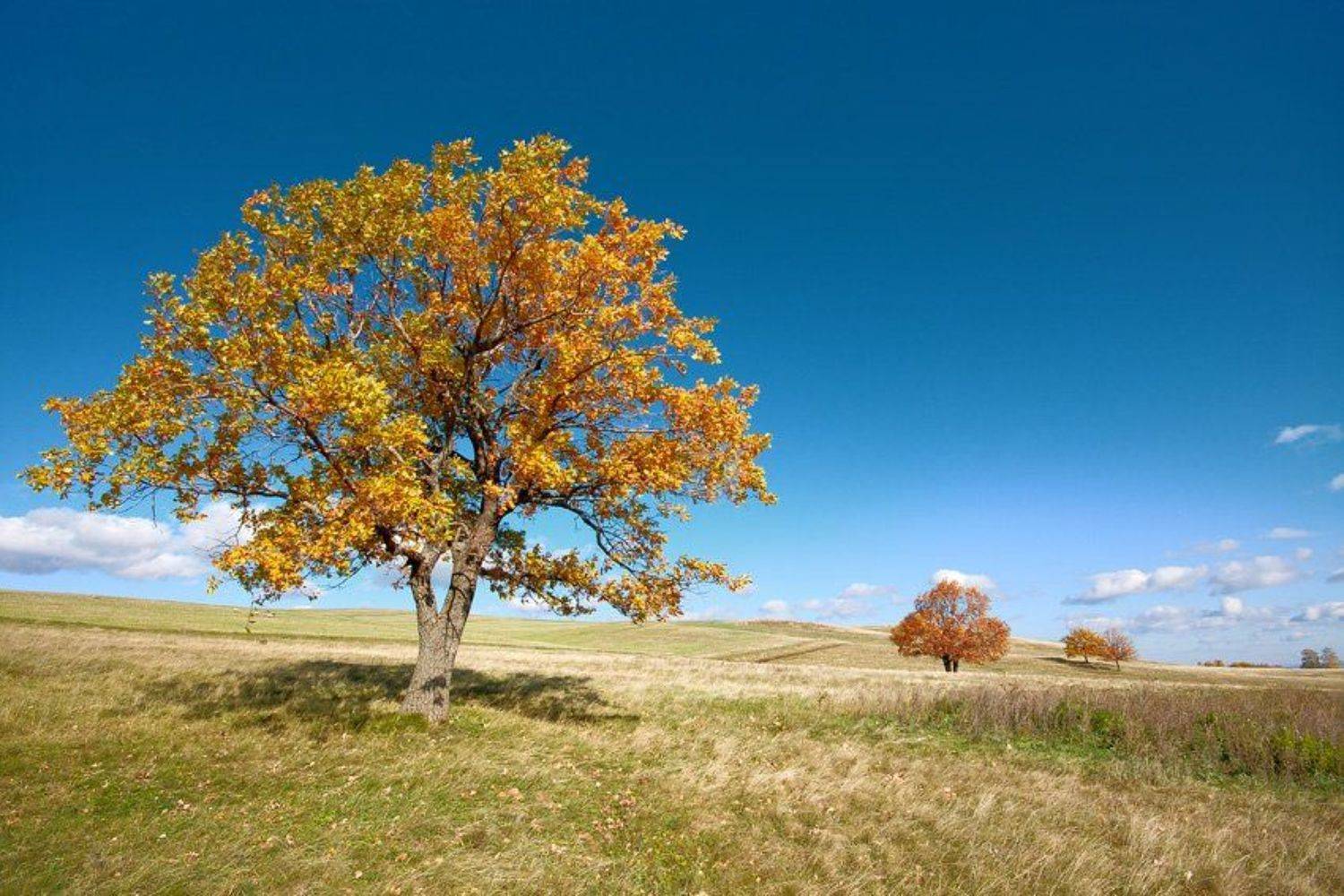 , Дмитрий Шмелёв