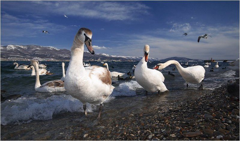 новороссийск,зима,бухта,лебеди кастинг на вылетающую из объектива птичку фото превью