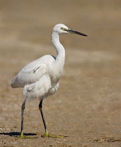 встревоженная