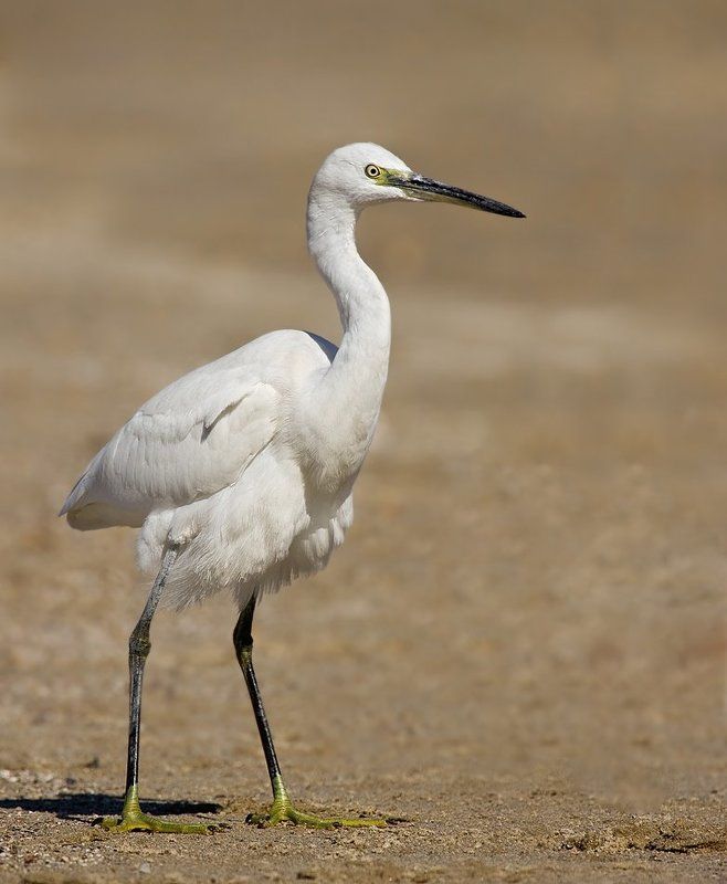 малая, белая, цапля встревоженная фото превью