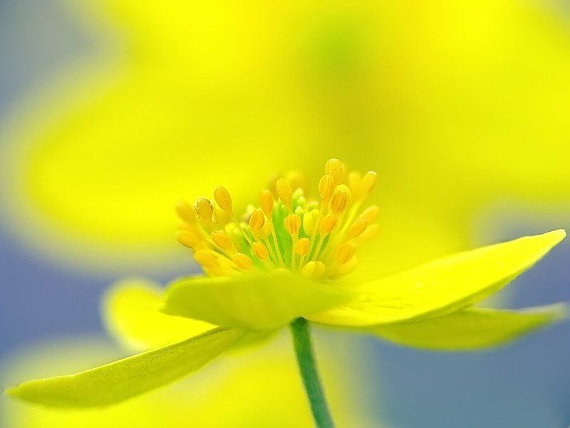 цветы Цветочное фото превью