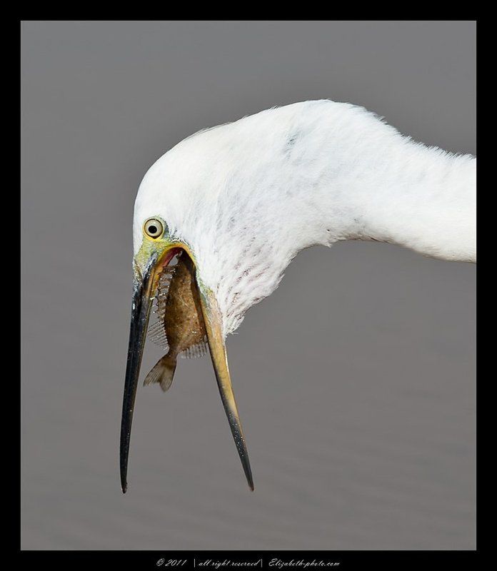 малая белая цапля, little egret, израиль, цапля Малая белая цапля - Little Egret фото превью