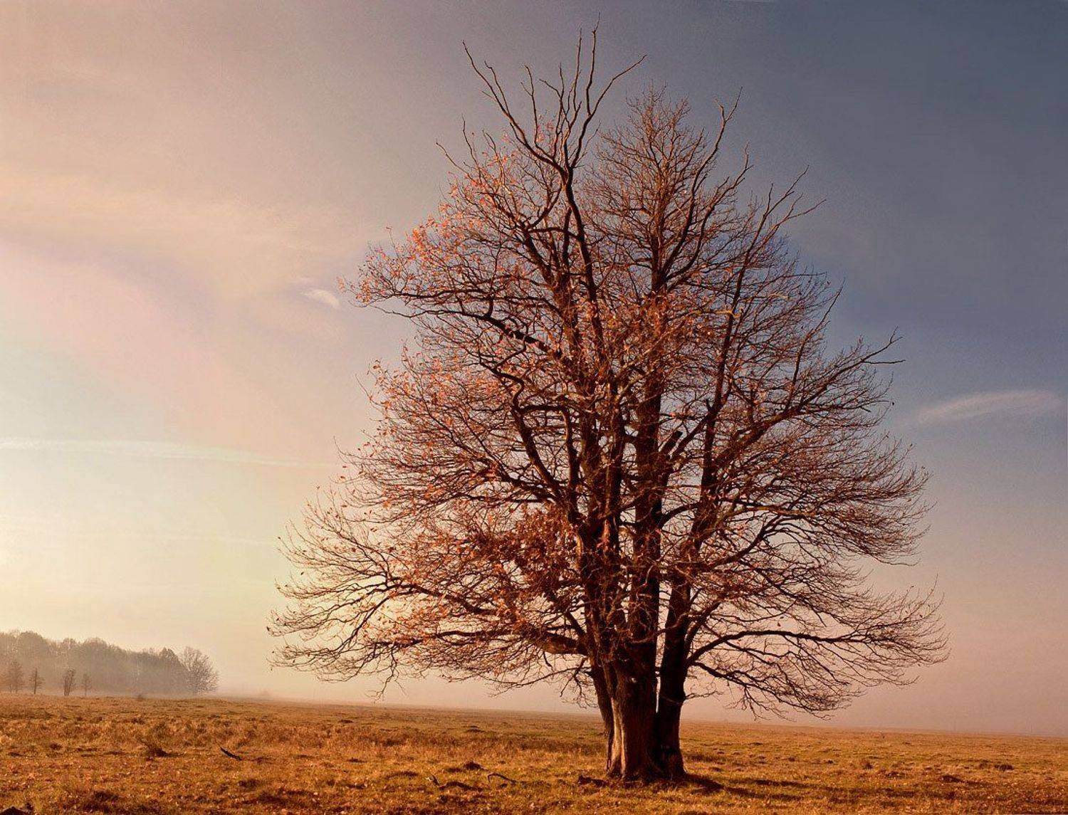 дуб, осень, россия, Макс Шамота