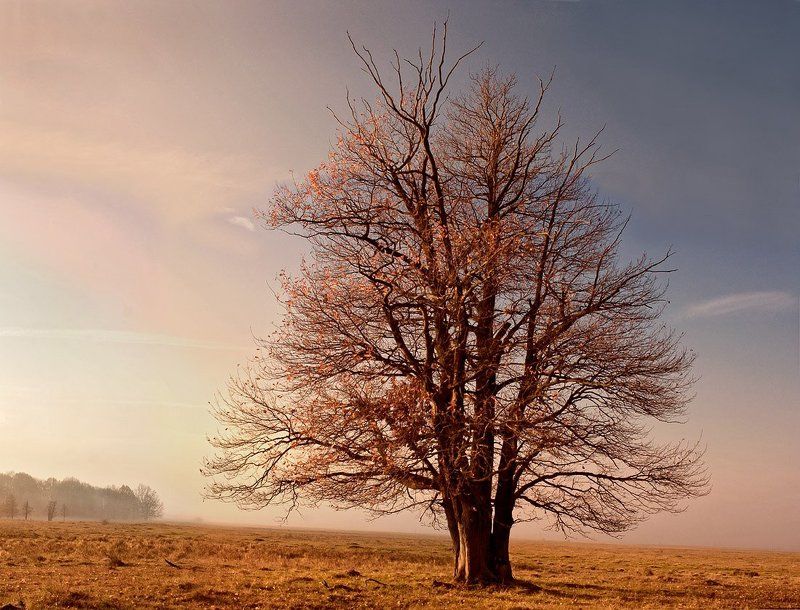 дуб, осень, россия Дуб фото превью