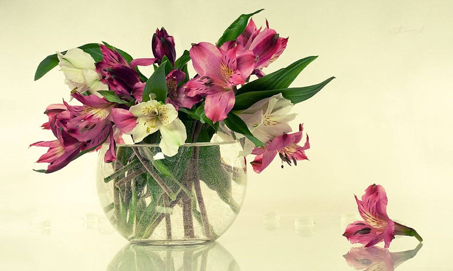 , Тата Бакбак