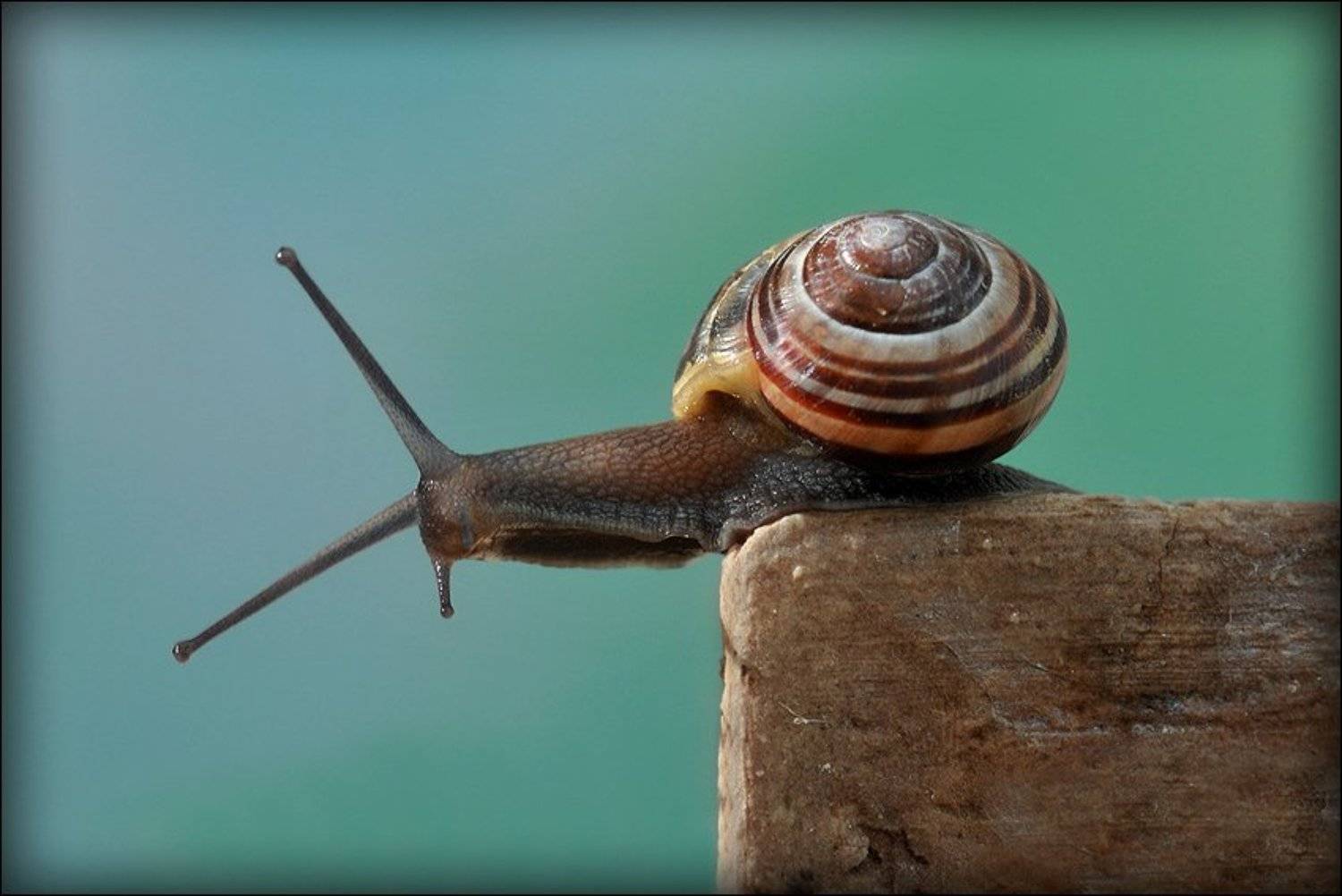 макро, улитка, Елена Соловьёва