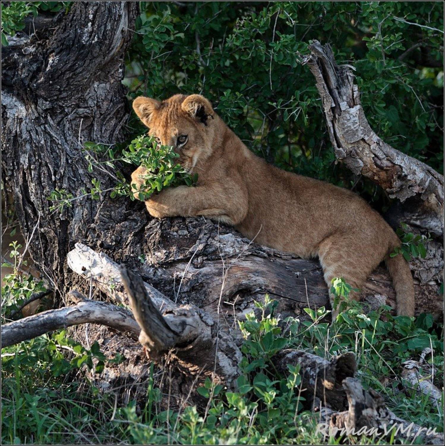 африка, танзания, серенгети, лев, Роман Мурушкин
