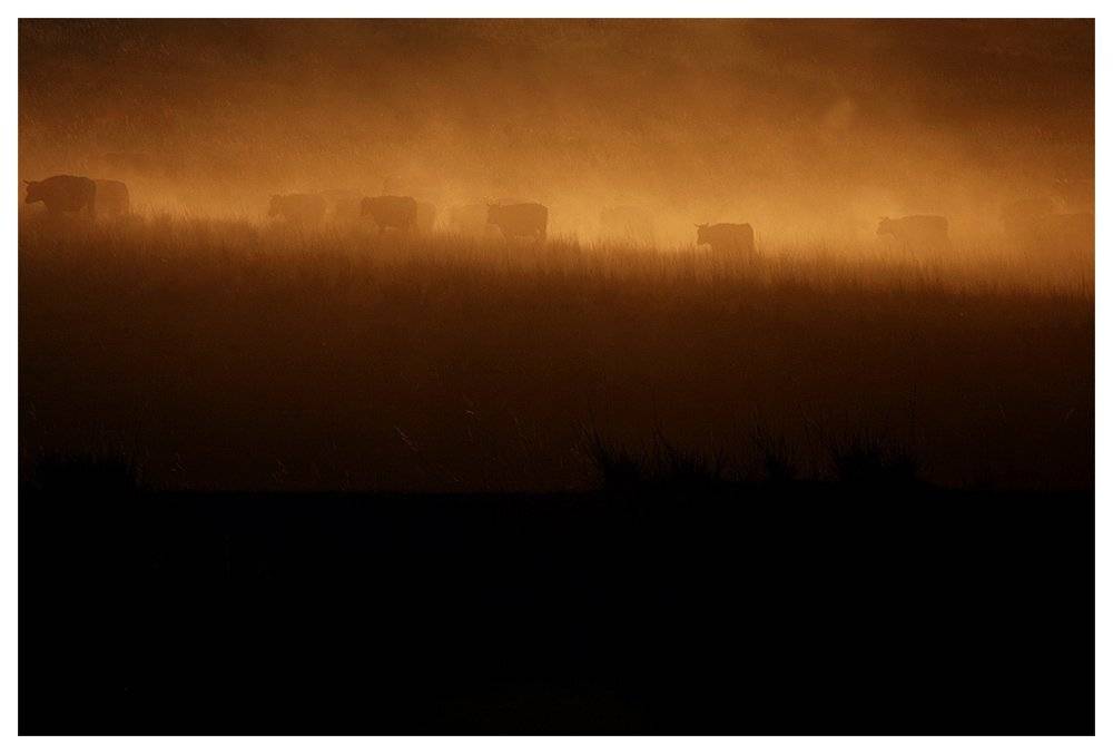 cow, nature, sunrise, Anton Akhmatov