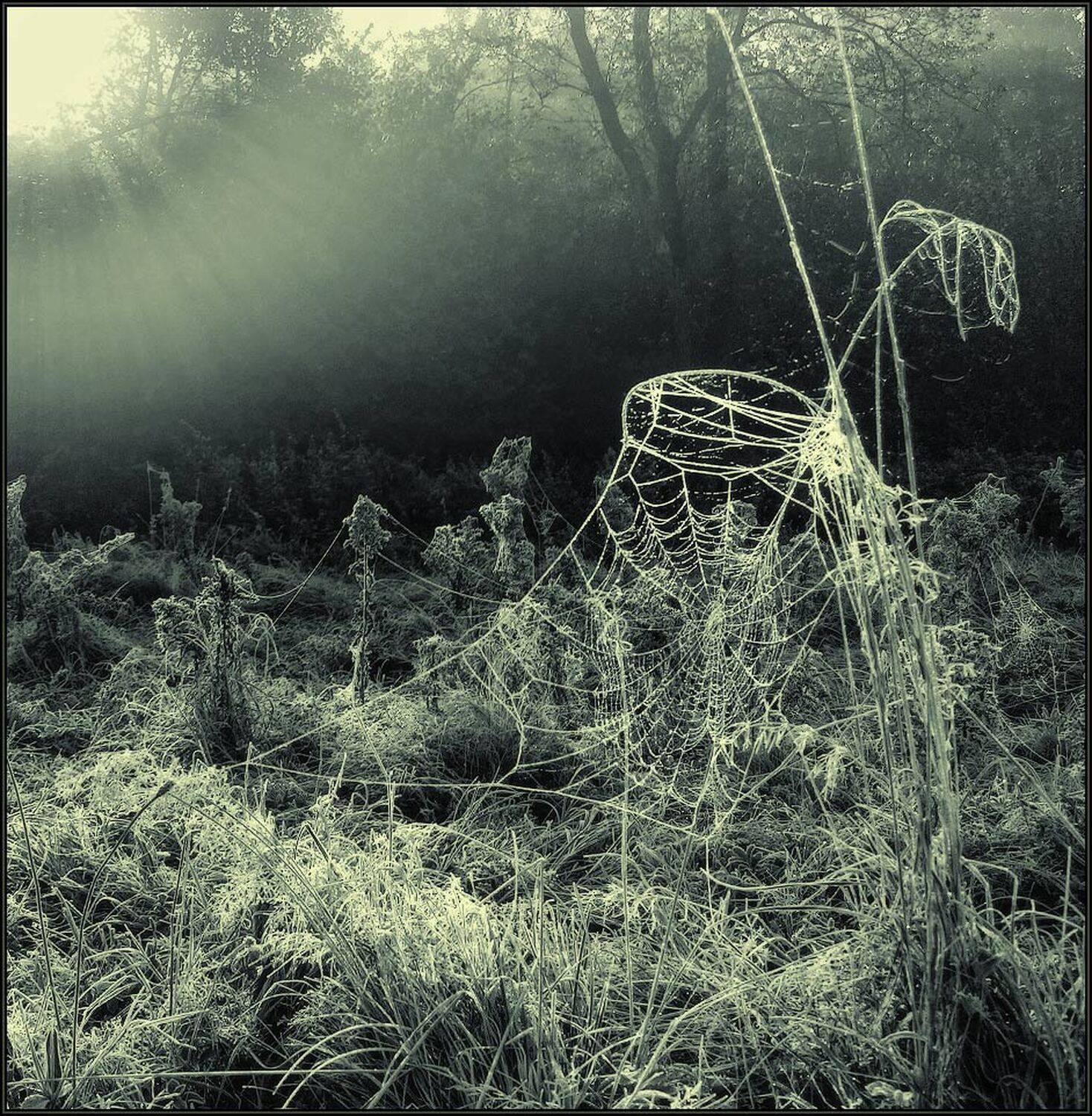 утро, свет, иней, паутина, Владимир