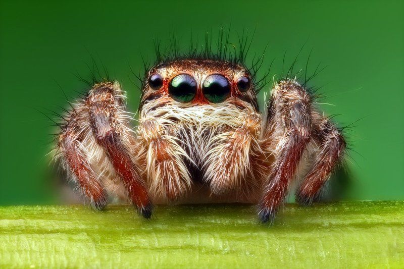 макро,паук-скакунчик Инопланетянин фото превью