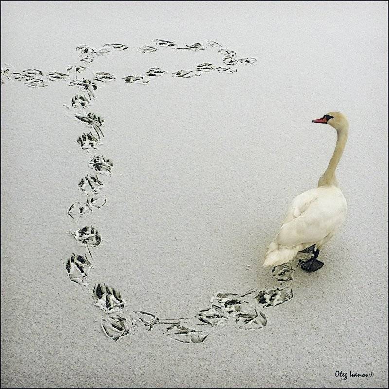 лебедь, птица, следы, лед, Олег Иванов