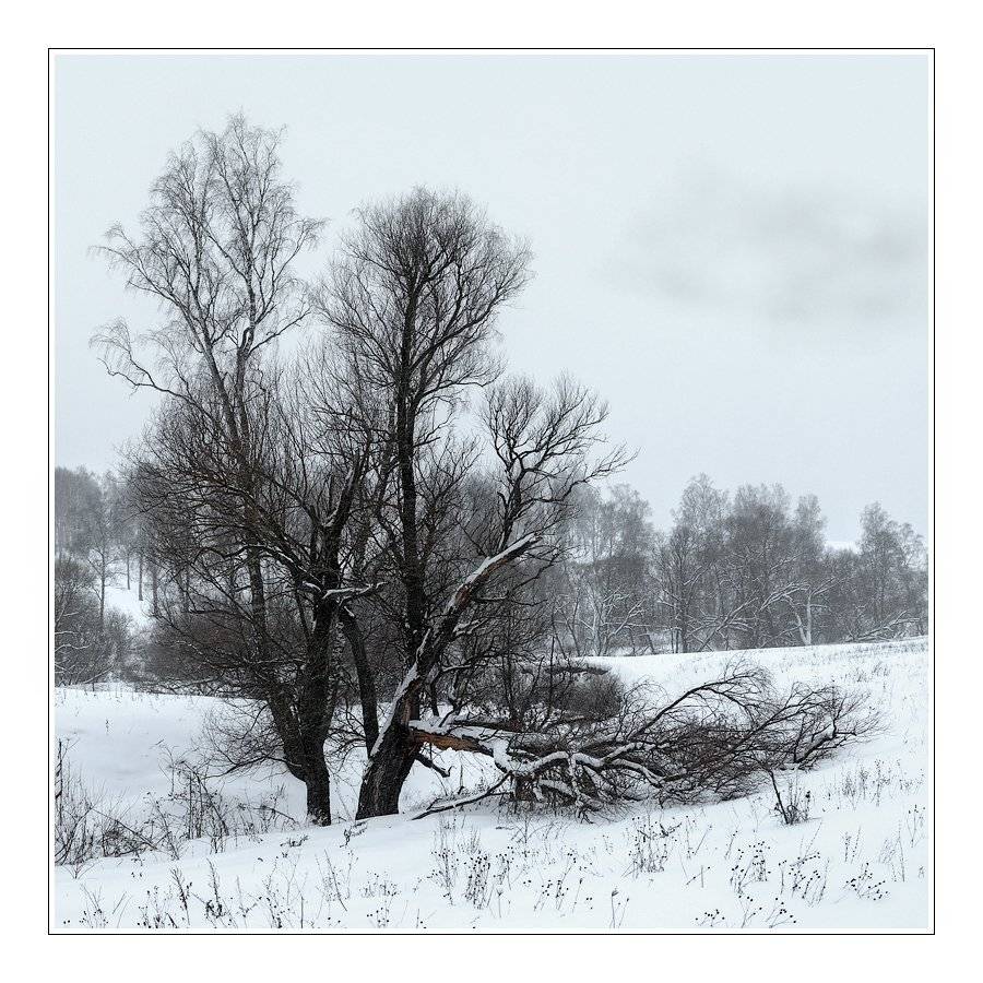 зима, дерево, снег, пейзаж, Oleg Dmitriev