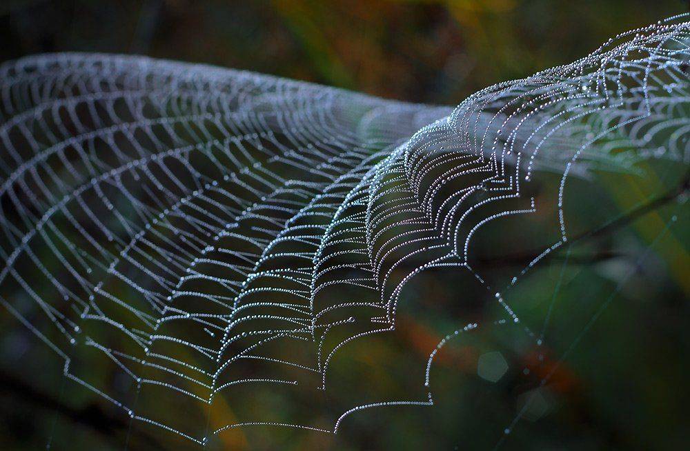 паутина, роса, утро, осень, Петриченко Валерий