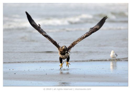 Размах крыла