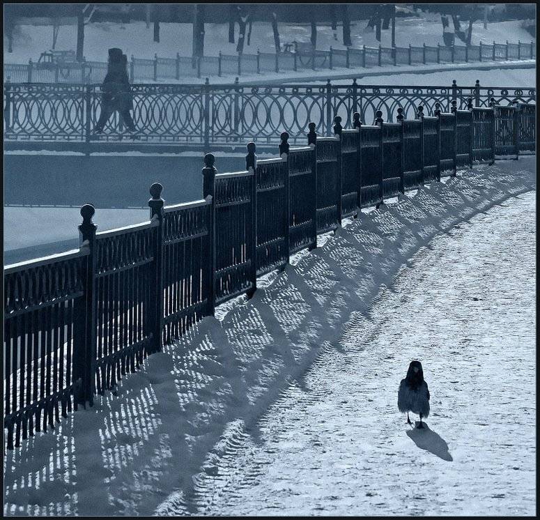 зима, ворона, прогулка, утро, владимир