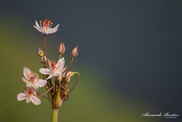 осень, Александр Ростов