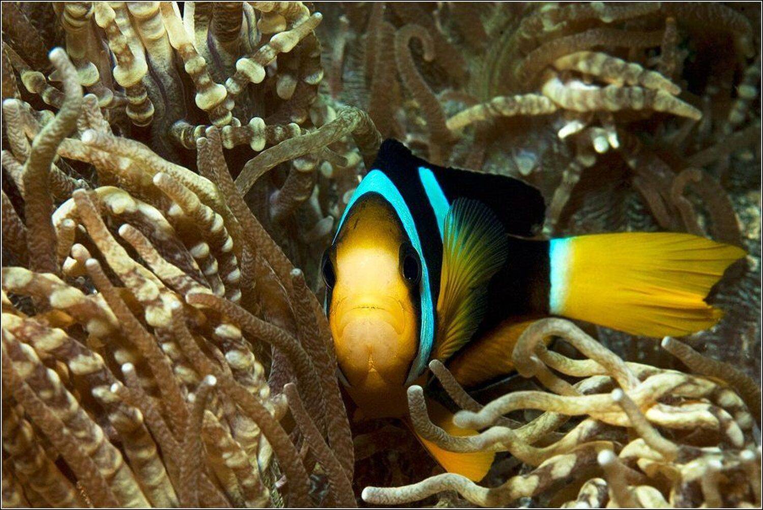 , Владимир Жданов