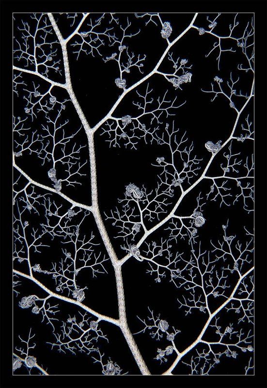 Кружева фото превью