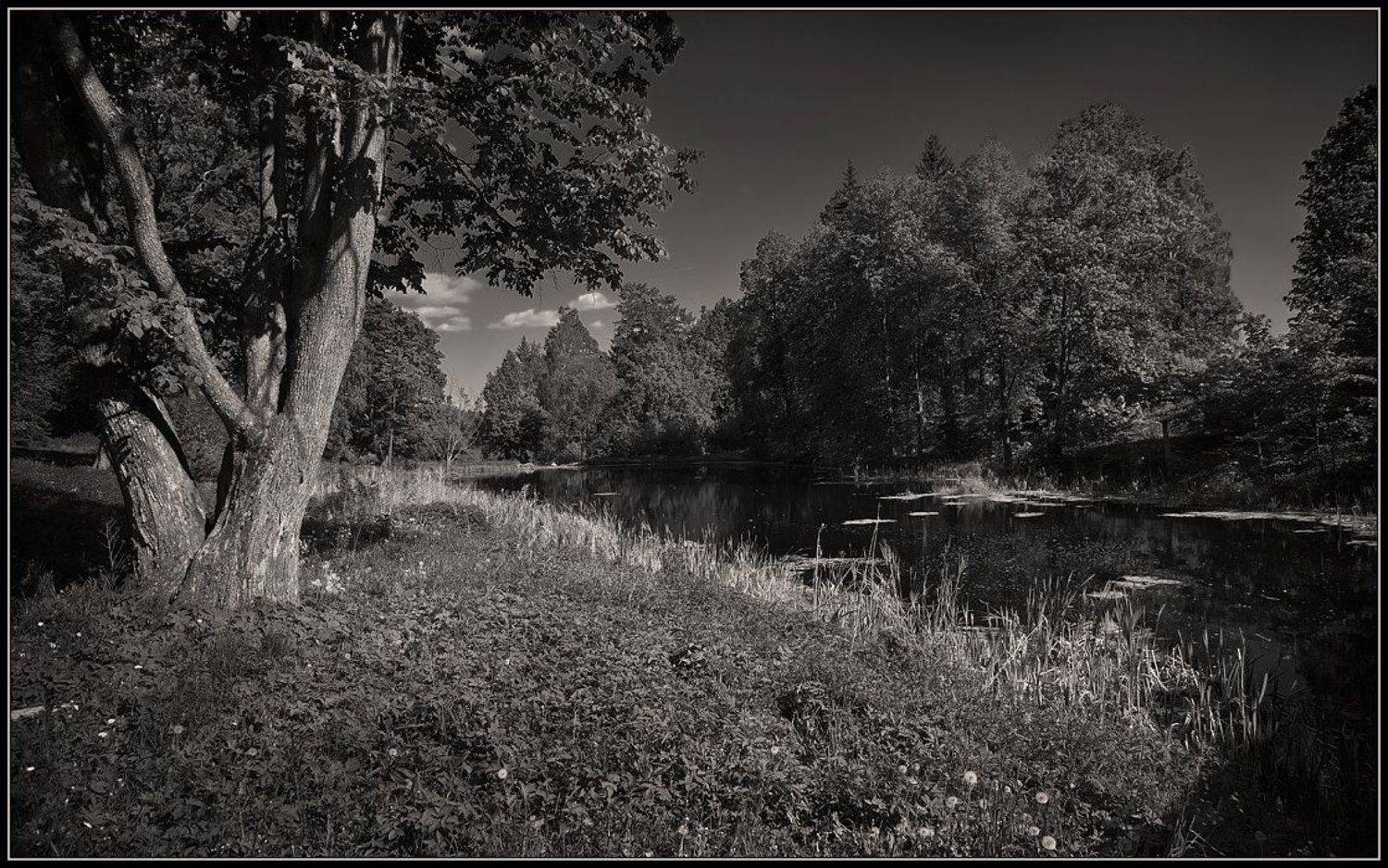 василево, лето, монохром, Иван