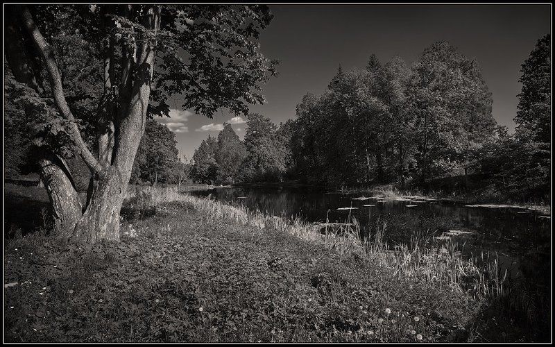 василево, лето, монохром --- фото превью