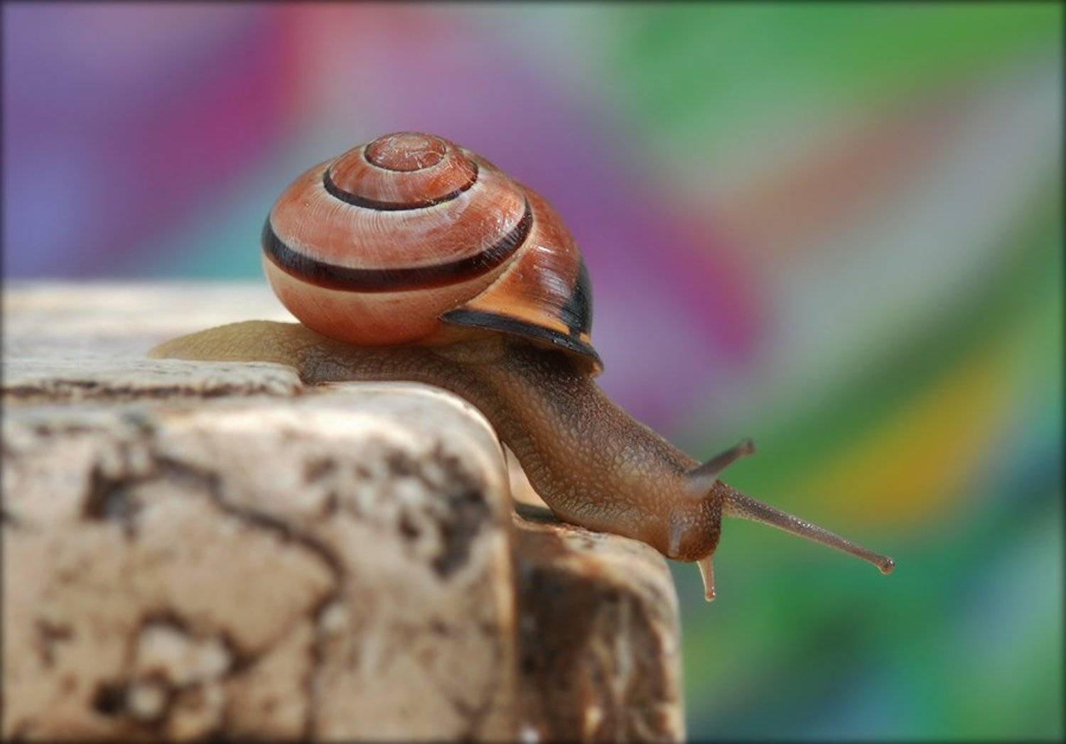 макро, улитка, Елена Соловьёва