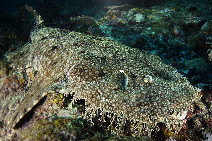 , Владимир Жданов