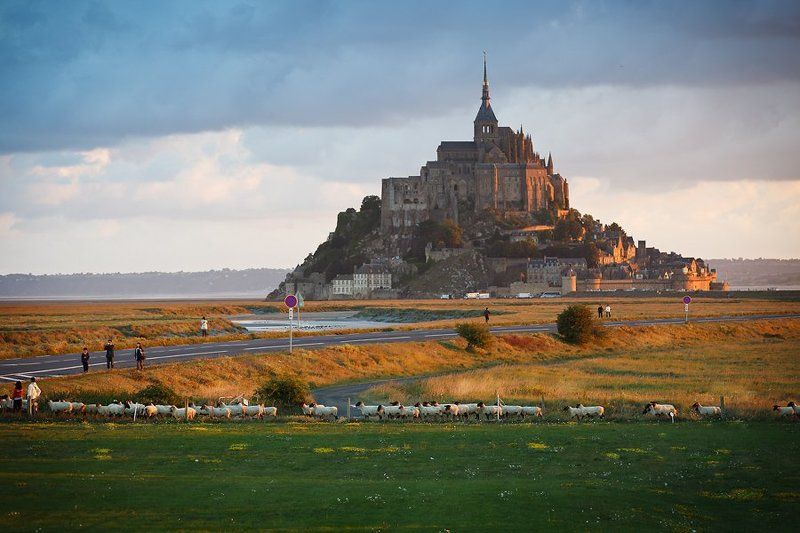 abbaye du mont saint michel, france Бараны & Abbaye du Mont Saint Michel фото превью